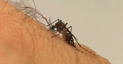 Brasil é o país das Américas mais afetado pela dengue este ano com 2,9 milhões de casos