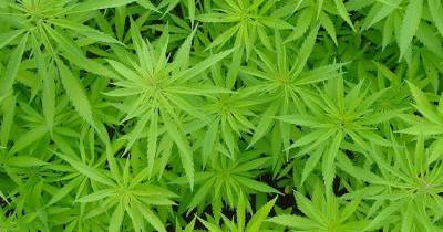 Há regiões que “vêm sendo utilizadas por narcotraficantes para ocultar grandes cultivos ilícitos de marijuana”.