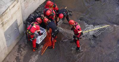 Bombeiros voluntários madeirenses em resgate de cães na ribeira de Santa Luzia.