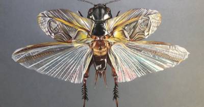 A ilustração distinguida foi desenvolvida no âmbito do projeto COLORUM 2024 “As potencialidades dos insetos nos ecossistemas”.