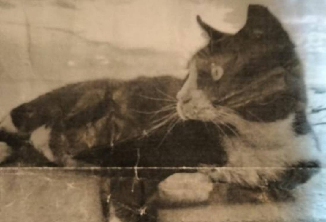 Gato Jackson eternizado na Barreirinha (com fotos)