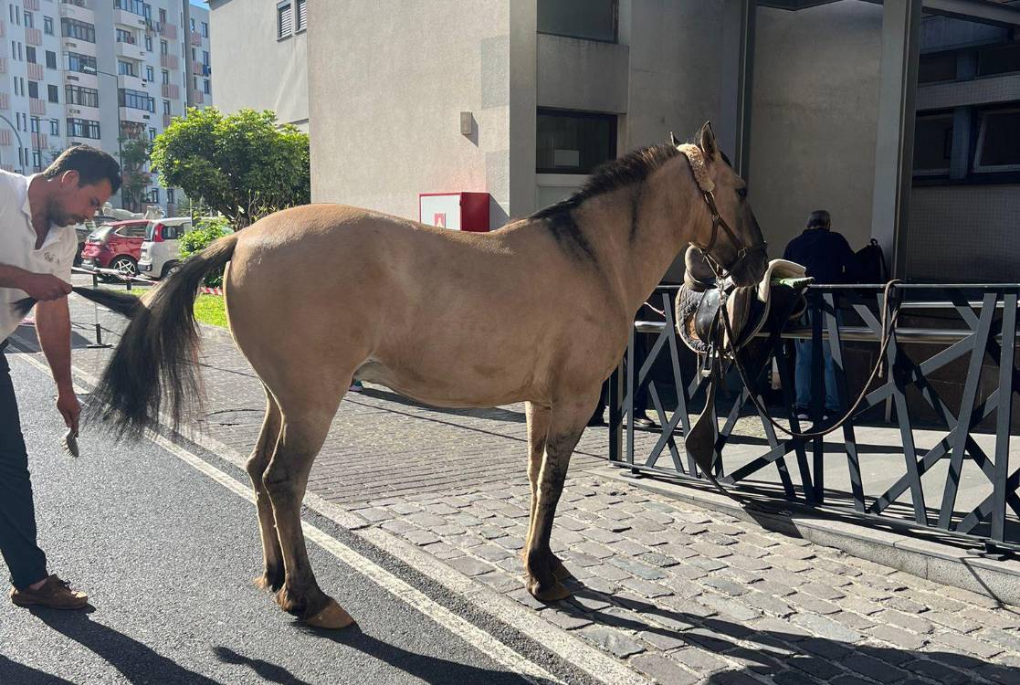 Animais visitam crianças hospitalizadas