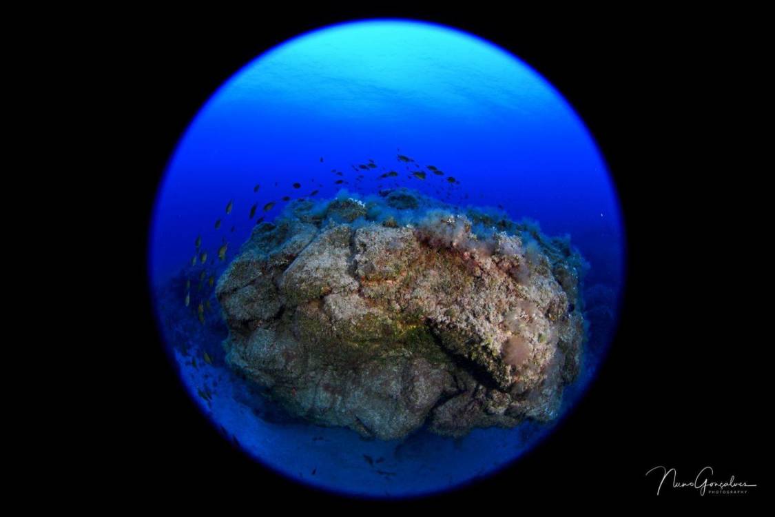 Já são conhecidos os vencedores do III Madeira Underwater Photo &amp; Video