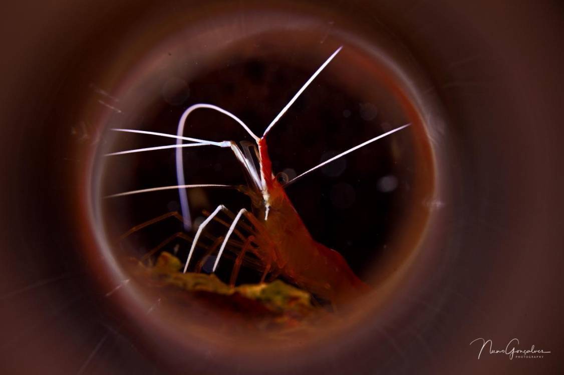 Já são conhecidos os vencedores do III Madeira Underwater Photo &amp; Video