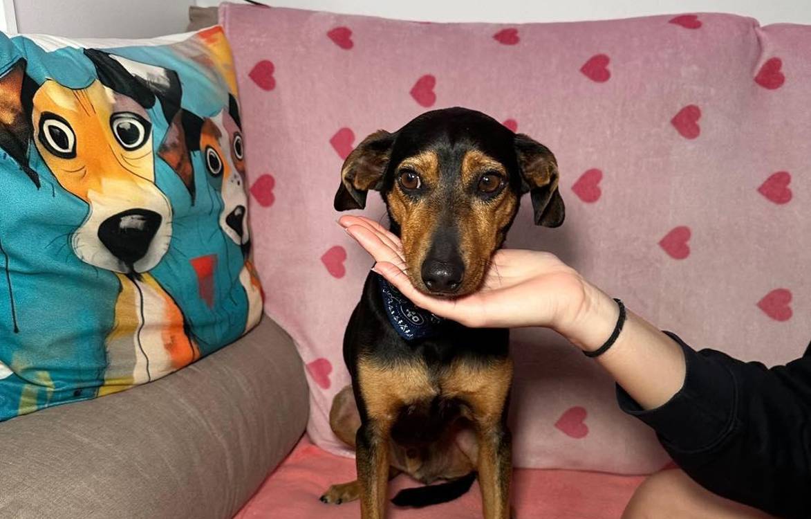 Associação resgata cão que sofria de violência