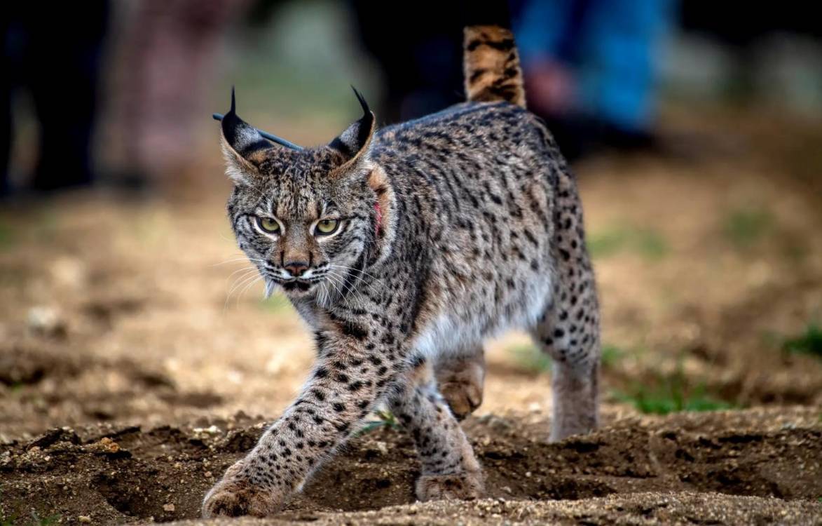 Governo saúda a notável recuperação do lince ibérico