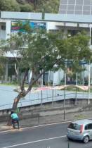 Corte de árvore gera indignação