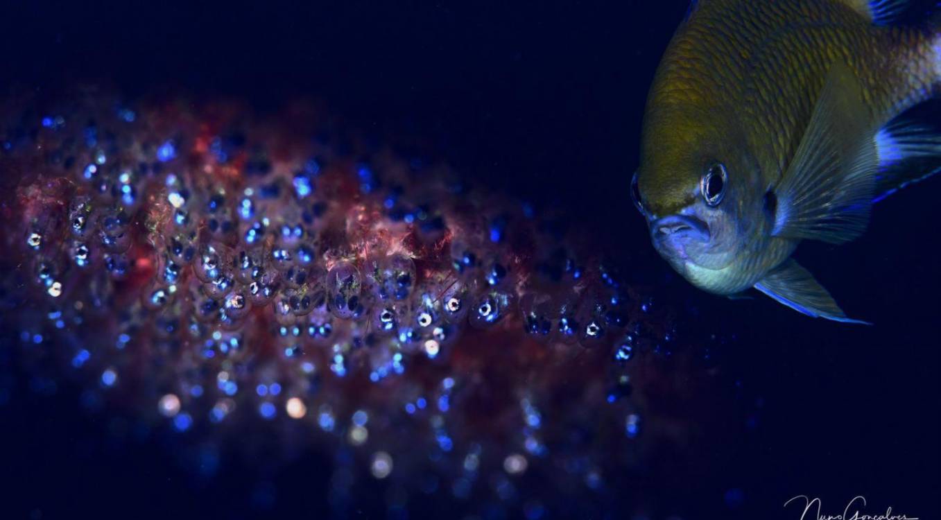 Já são conhecidos os vencedores do III Madeira Underwater Photo &amp; Video