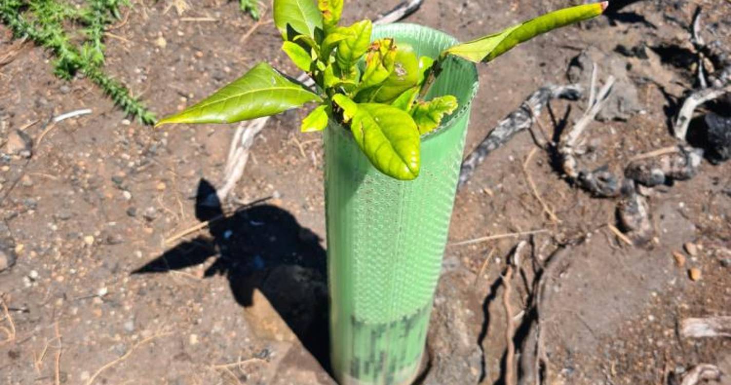 PAN Madeira acompanha crescimento das árvores plantadas após eleições de 2023