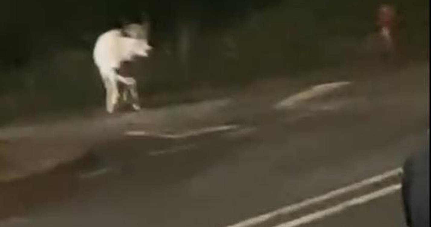 Vaca à solta no meio da estrada surpreende em Santo António