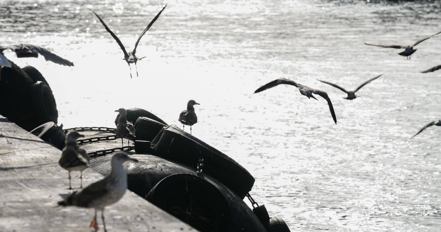 Gripe Aviária: Ave selvagem está em isolamento desde a recolha a 4 de outubro