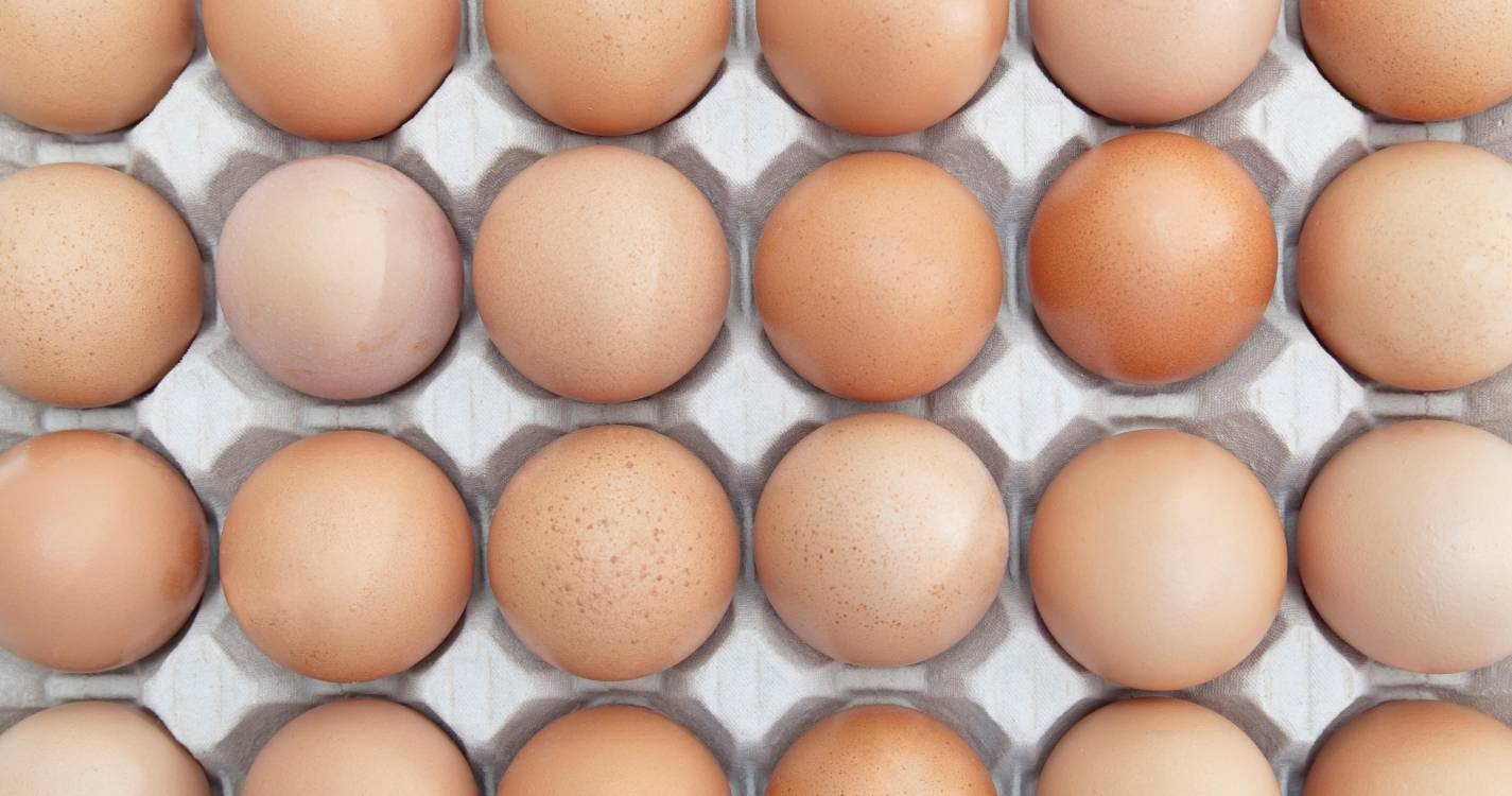 Produção de ovos, pesca descarregada e aquicultura aumentam, mas carne de frango, gado abatido e descarga de pescado diminuem