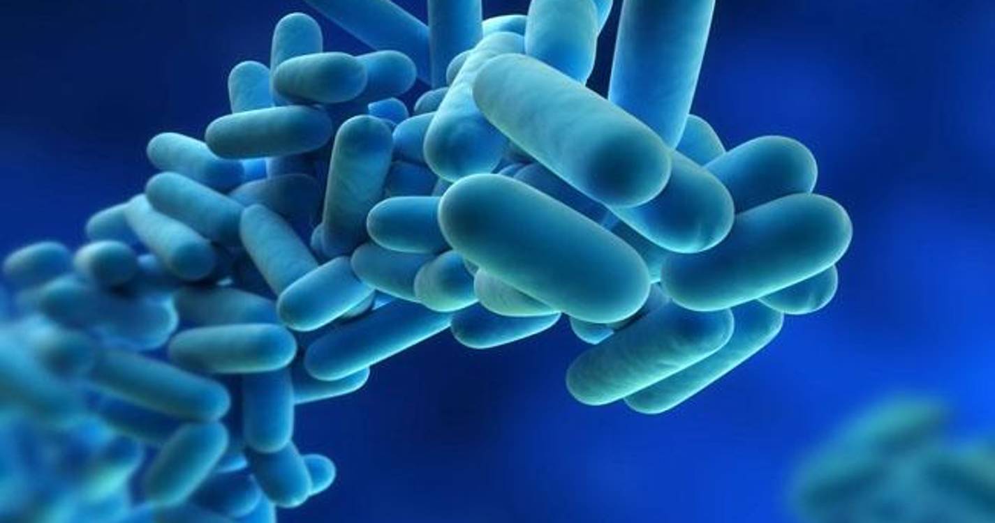 Detetada ‘legionella’ em instalações dos trabalhadores do Metro de Lisboa