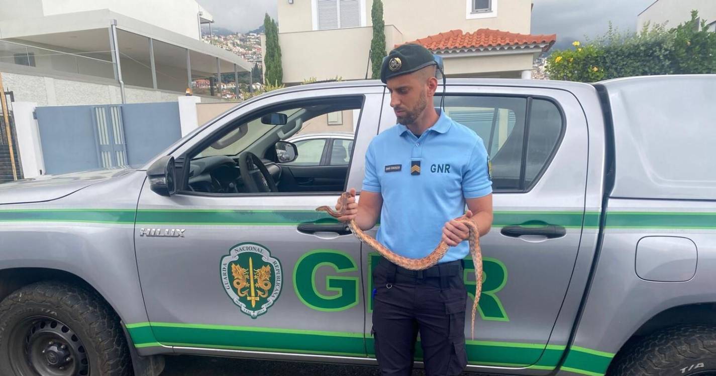 SEPNA identifica homem por posse ilegal cobra-do-milho