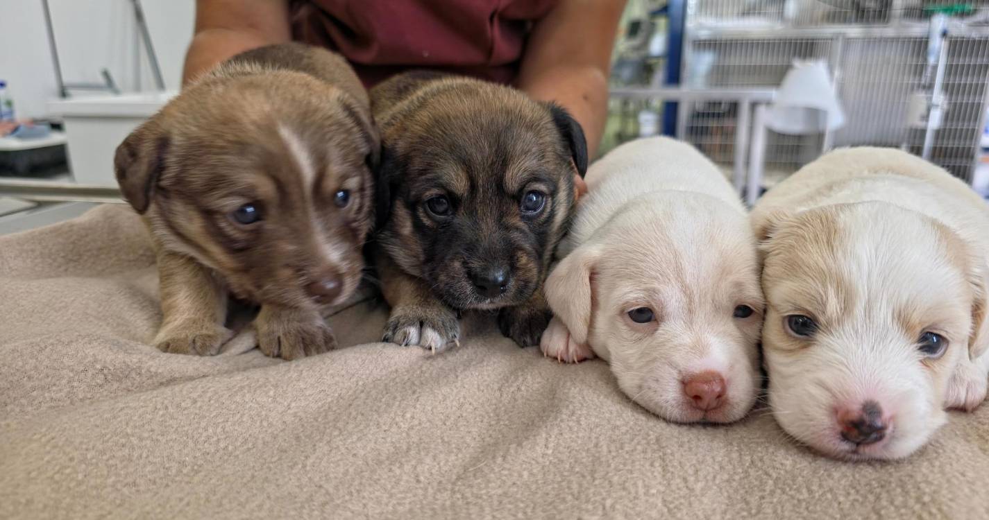 Quatro cães abandonados no lixo nas Madalenas