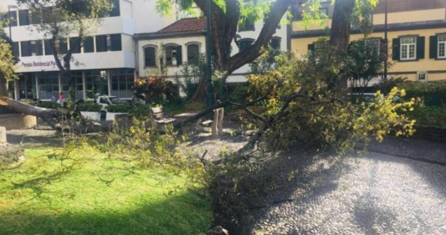 Árvore tombou esta manhã no Jardim do Campo da Barca (com fotos)
