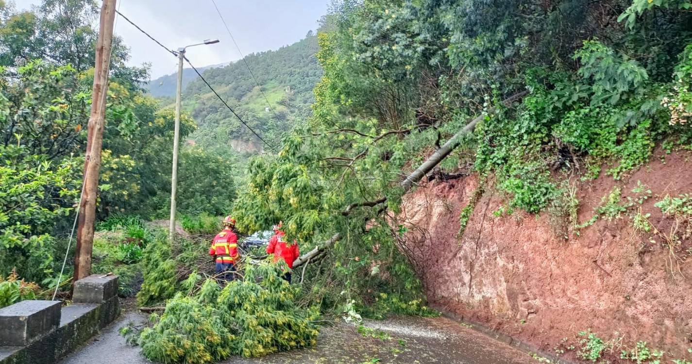Queda de árvore no Faial mobiliza bombeiros
