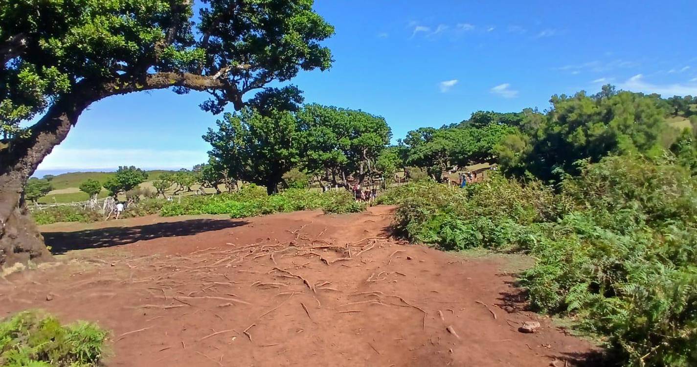 Quercus denuncia “morte lenta do Fanal” e exige medidas urgentes