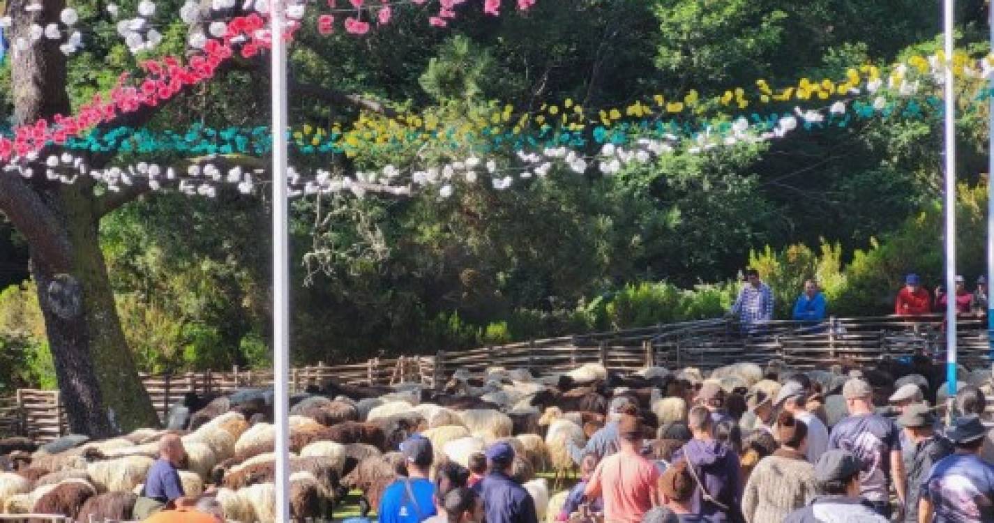 300 ovelhas tosquiadas hoje na Ribeira dos Boieiros (com fotos)