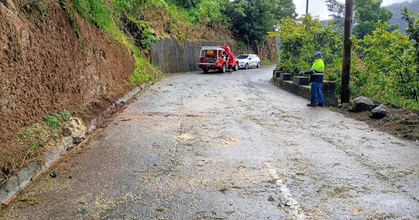Queda de árvore no Faial mobiliza bombeiros