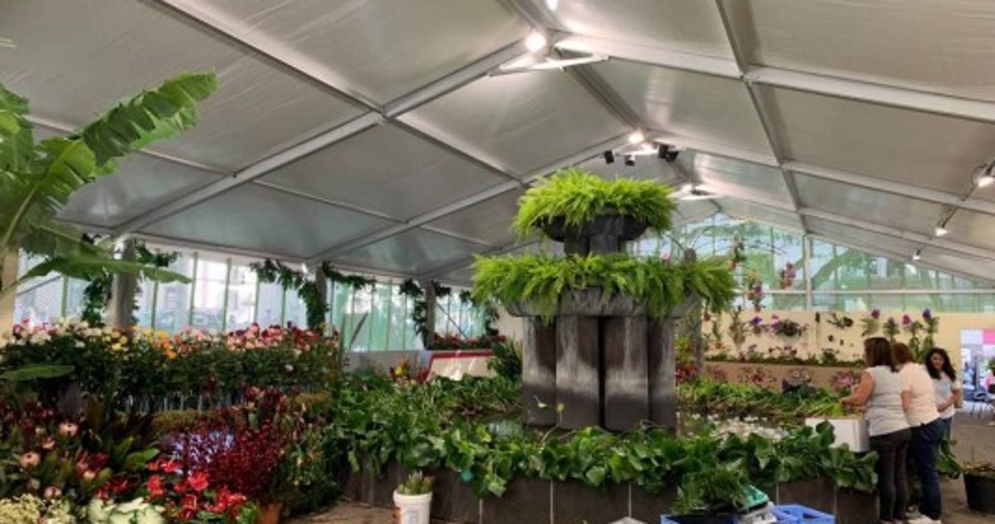 Avenida Arriaga transformada numa palete de cores que não deixa ninguém indiferente (com fotos)