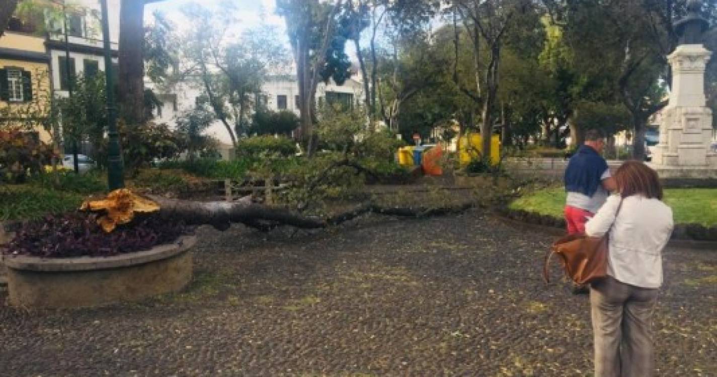 Árvore tombou esta manhã no Jardim do Campo da Barca (com fotos)