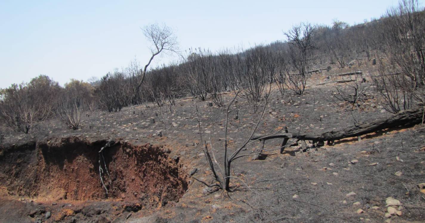 Raimundo Quintal mostra a evolução do Parque Ecológico e Campo de Educação Ambiental 15 anos após os incêndios (com fotos)