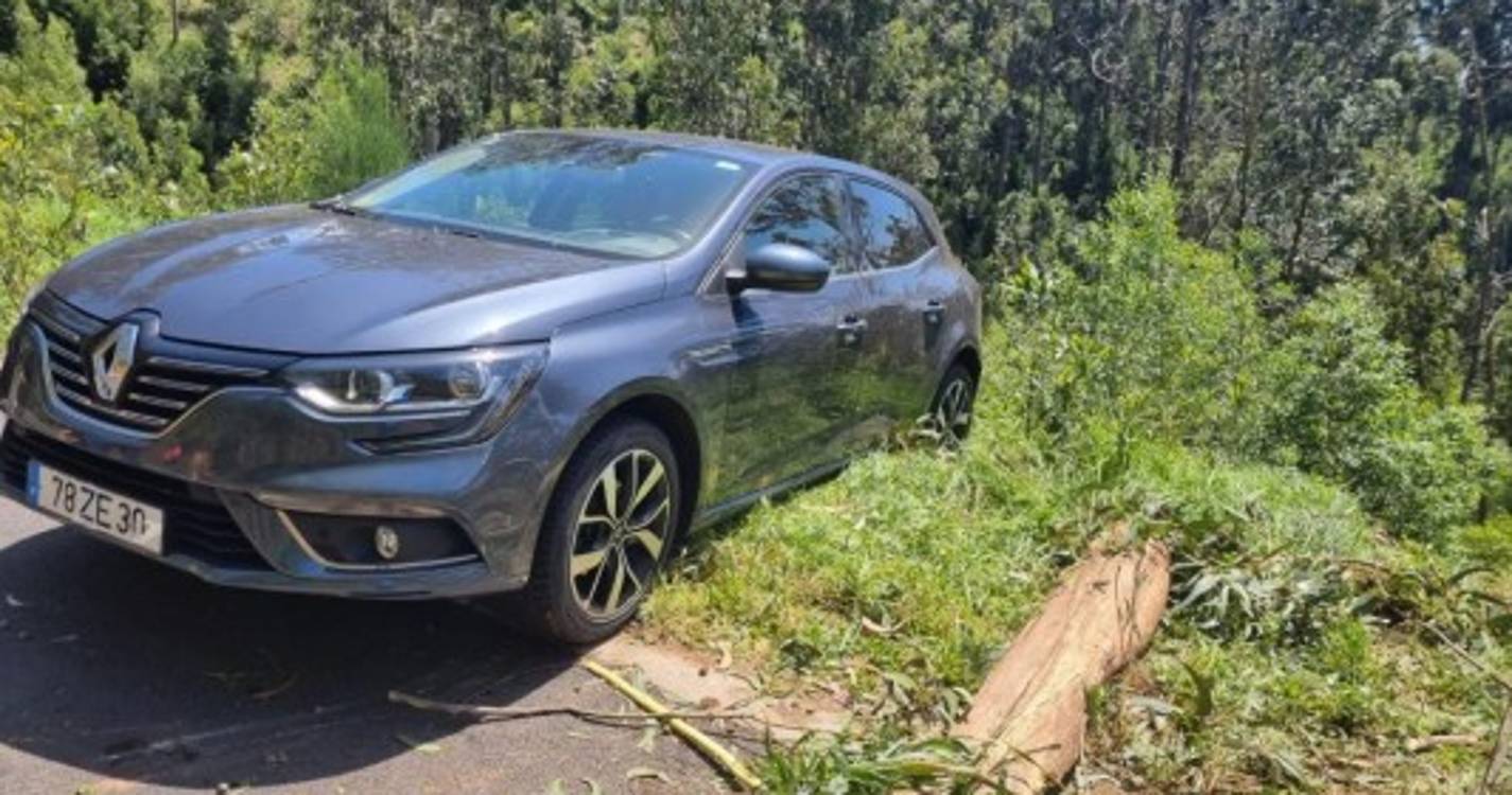 Queda de eucalipto atinge viaturas estacionadas na zona do Rabaçal (com fotos)