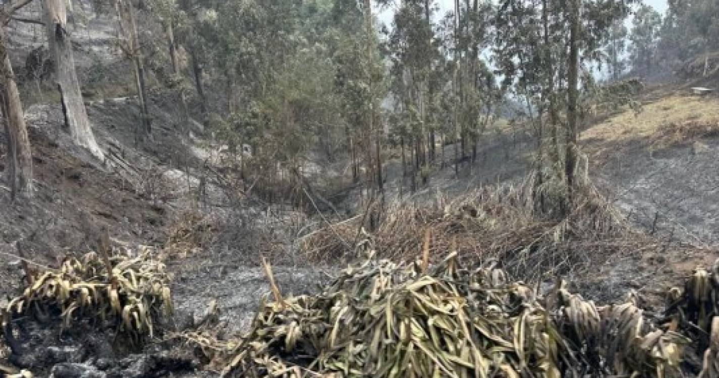 Imagens mostram cenário de destruição deixado pelas chamas na Ponta do Pargo