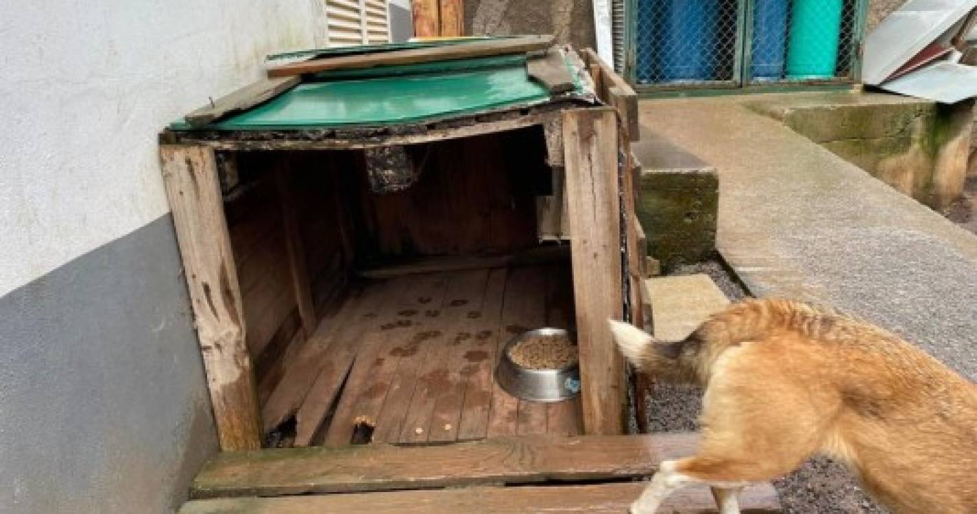 Canil Municipal do Funchal revela condições precárias para alojar os animais e pede ajuda à população (com fotos)