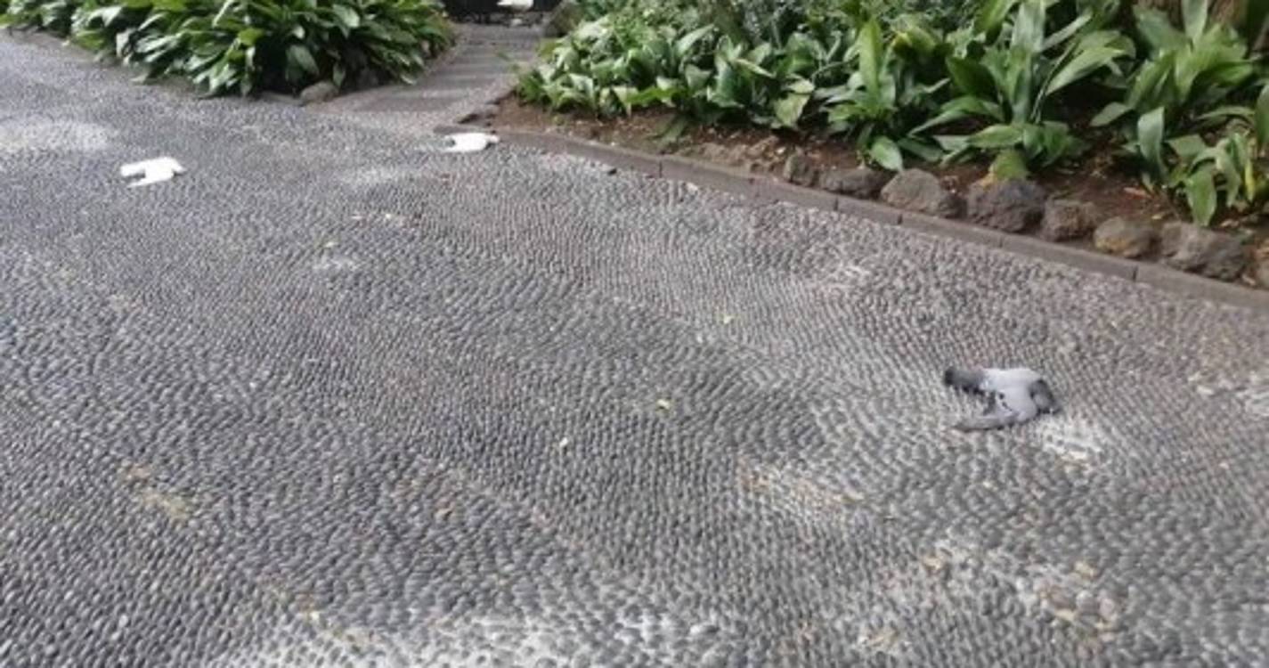 Funchal amanhece com vários pombos mortos nas ruas (com fotos)