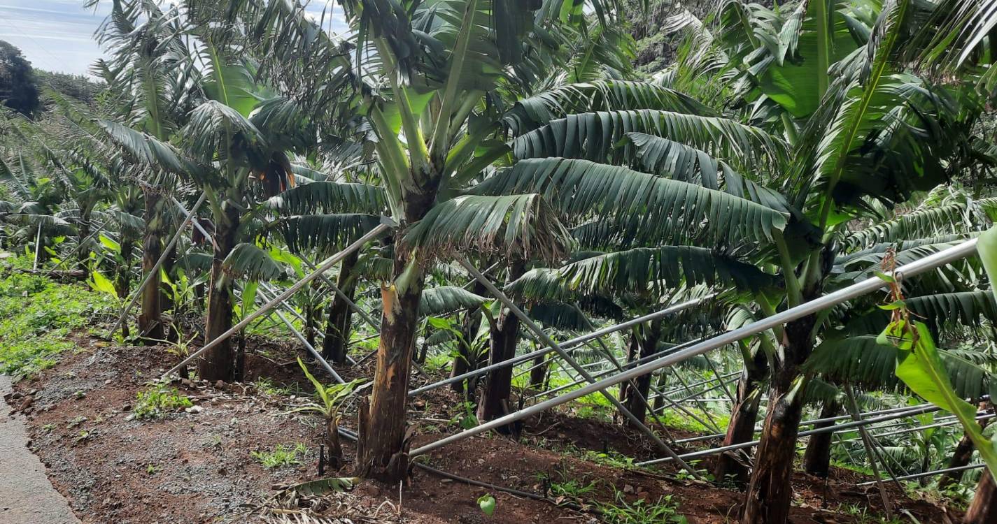 Explorações agrícolas na Madeira são menos, mas maiores