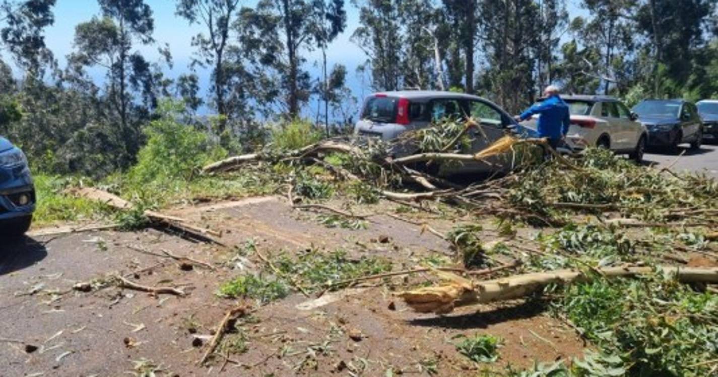 Queda de eucalipto atinge viaturas estacionadas na zona do Rabaçal (com fotos)