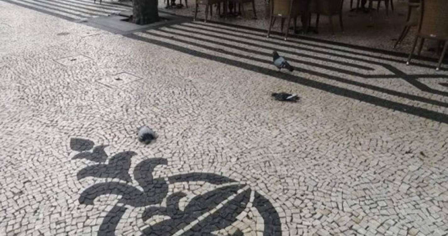 Funchal amanhece com vários pombos mortos nas ruas (com fotos)