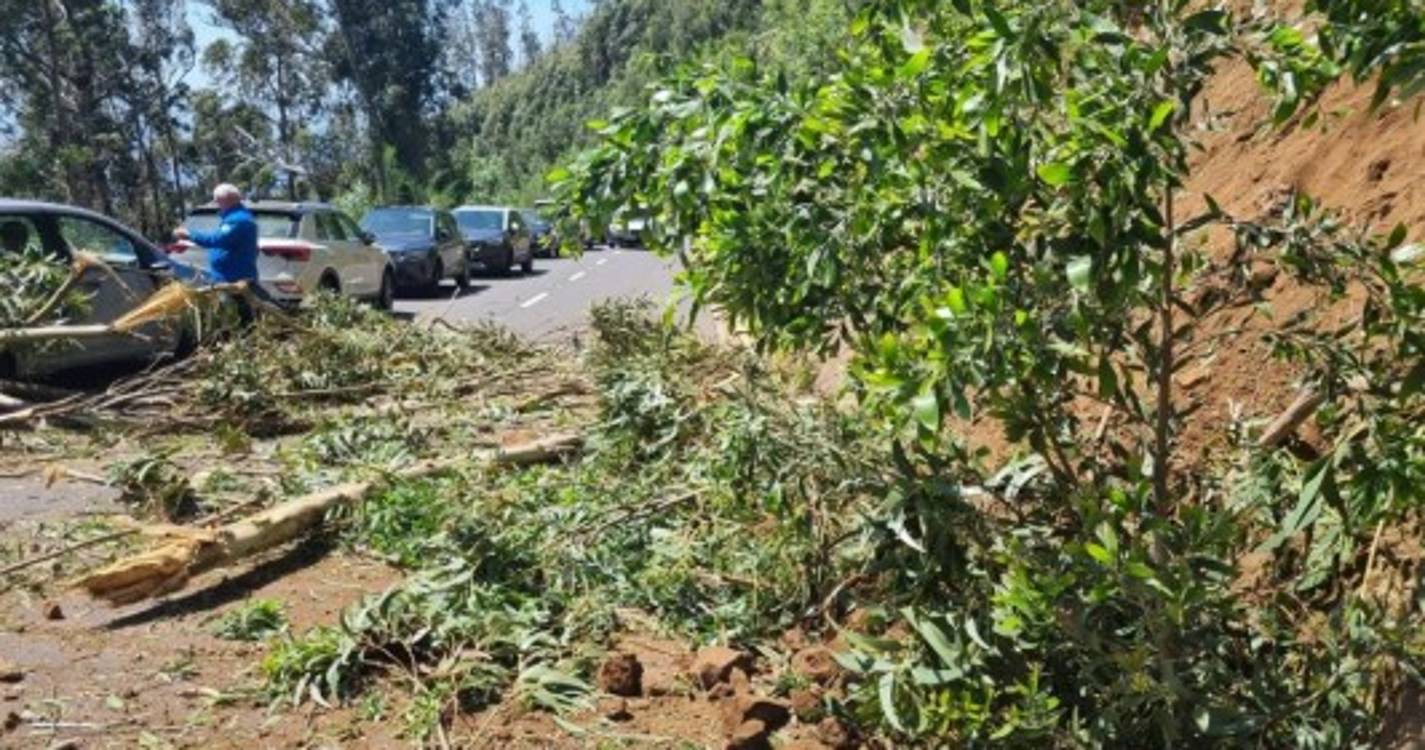 Queda de eucalipto atinge viaturas estacionadas na zona do Rabaçal (com fotos)