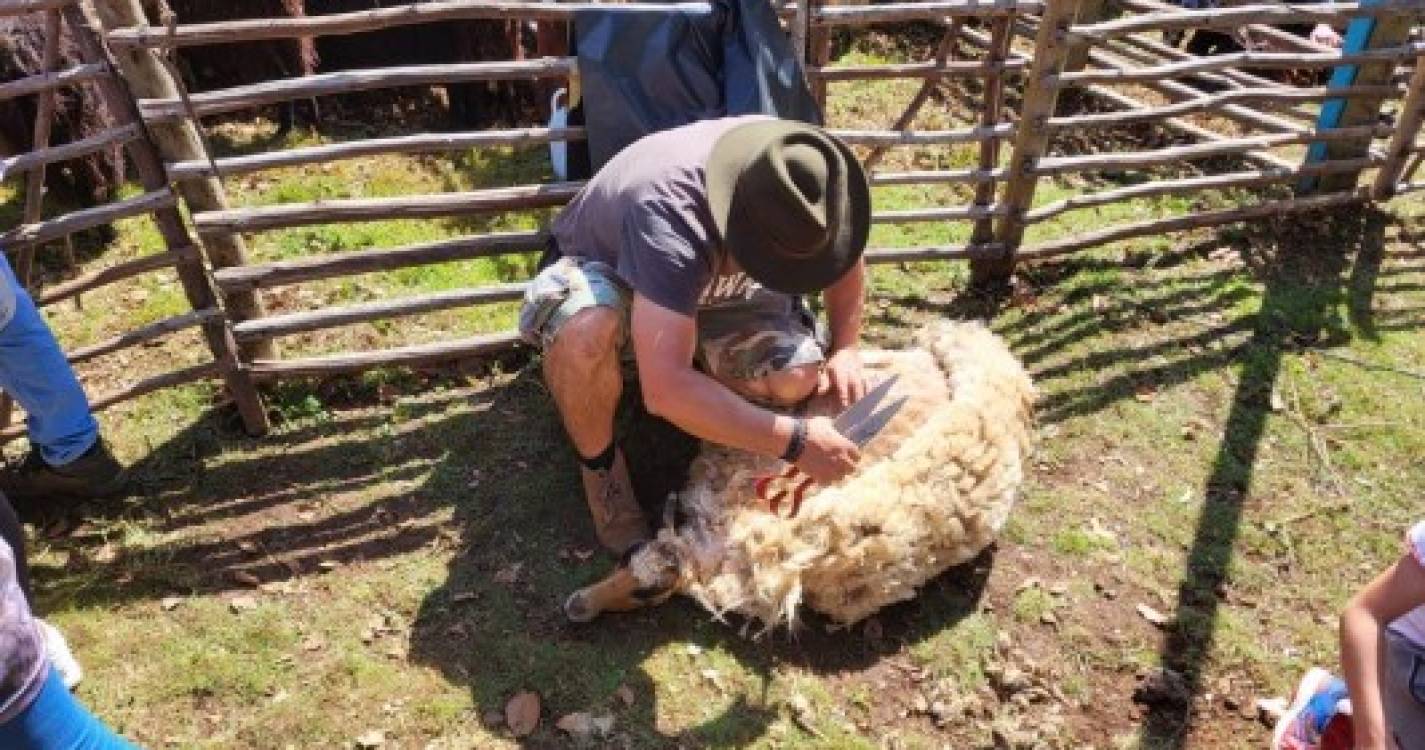 300 ovelhas tosquiadas hoje na Ribeira dos Boieiros (com fotos)