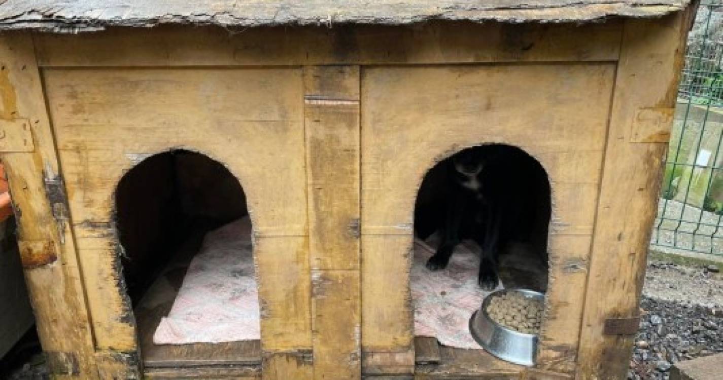 Canil Municipal do Funchal revela condições precárias para alojar os animais e pede ajuda à população (com fotos)