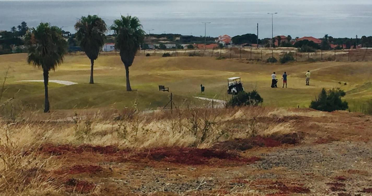 IFCN lança alerta para evitar proliferação do ‘escaravelho da palmeira’ no Porto Santo