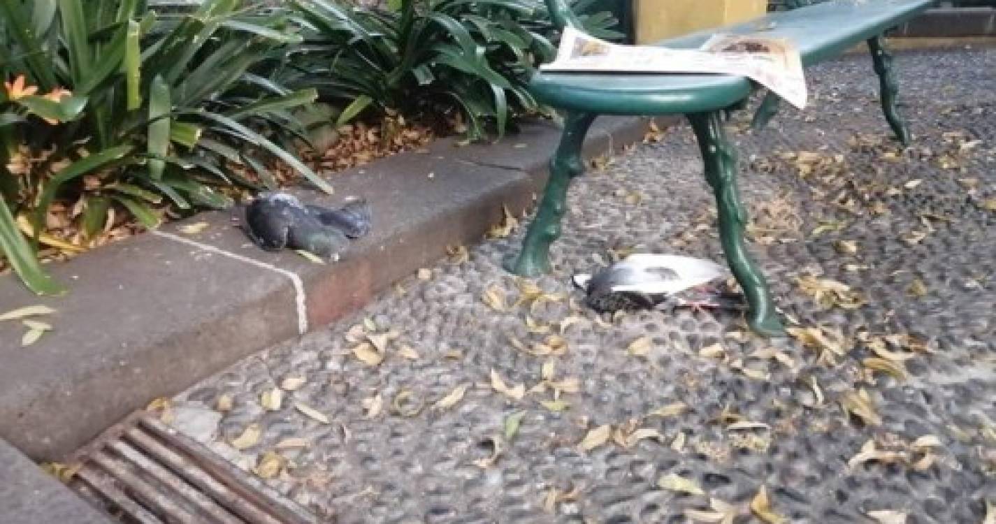Funchal amanhece com vários pombos mortos nas ruas (com fotos)