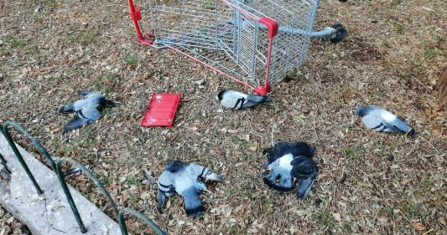 Pombos mortos na Nazaré deixa moradores revoltados (com fotos)