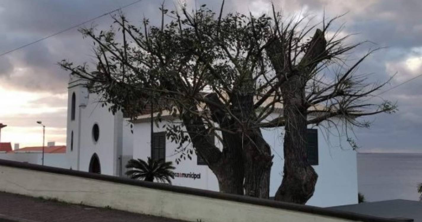 Associação dos Amigos do Parque Ecológico denuncia &#34;terrorismo arboricida&#34; que &#34;anda à solta&#34; na Madeira