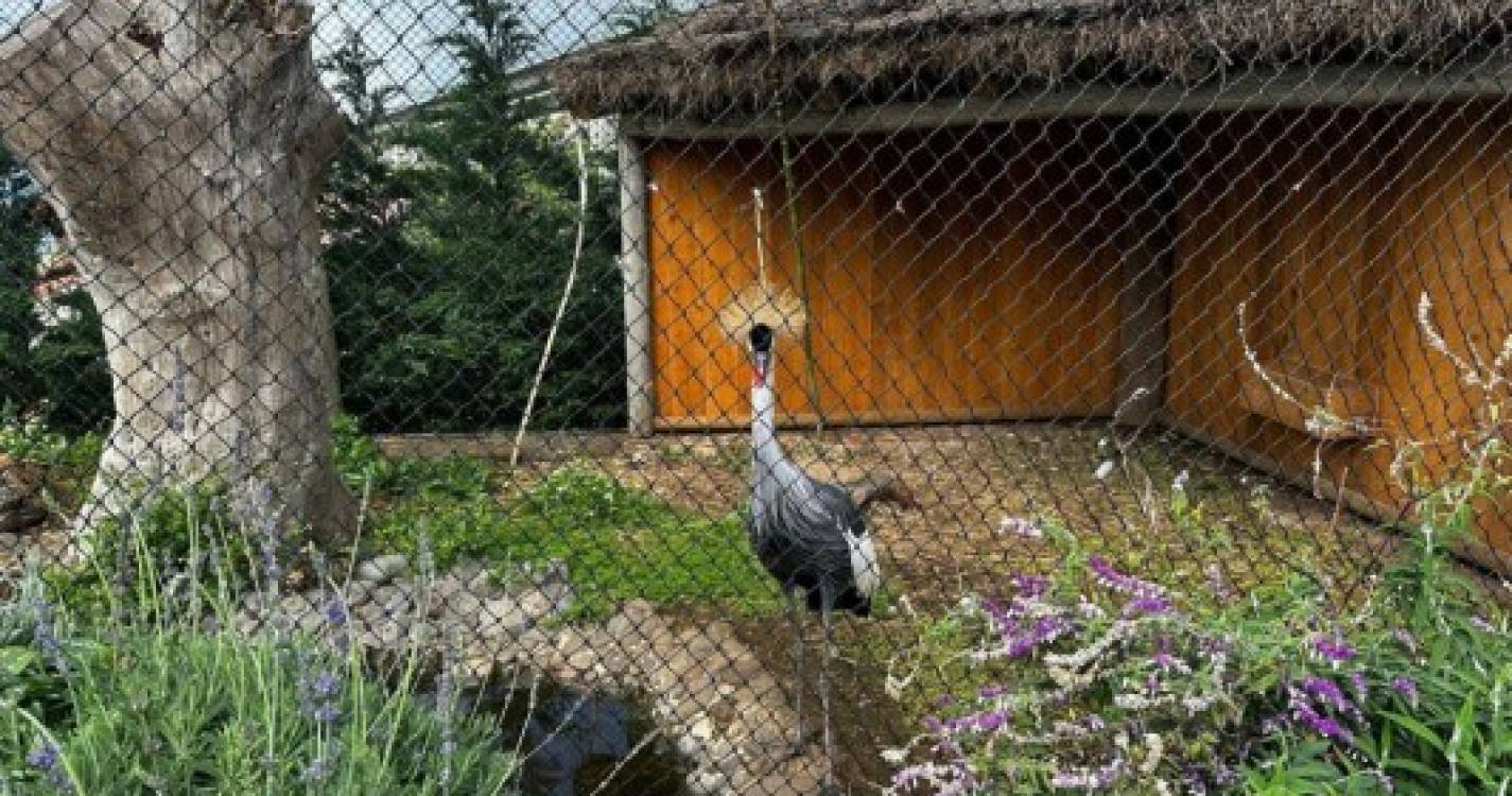 Jardim com dezenas de aves exóticas abre no Campanário até ao verão (com fotos)