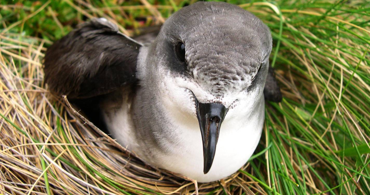 Sociedade para o Estudo das Aves e IFCN pedem apagão a 27 de setembro pela freira-da-madeira