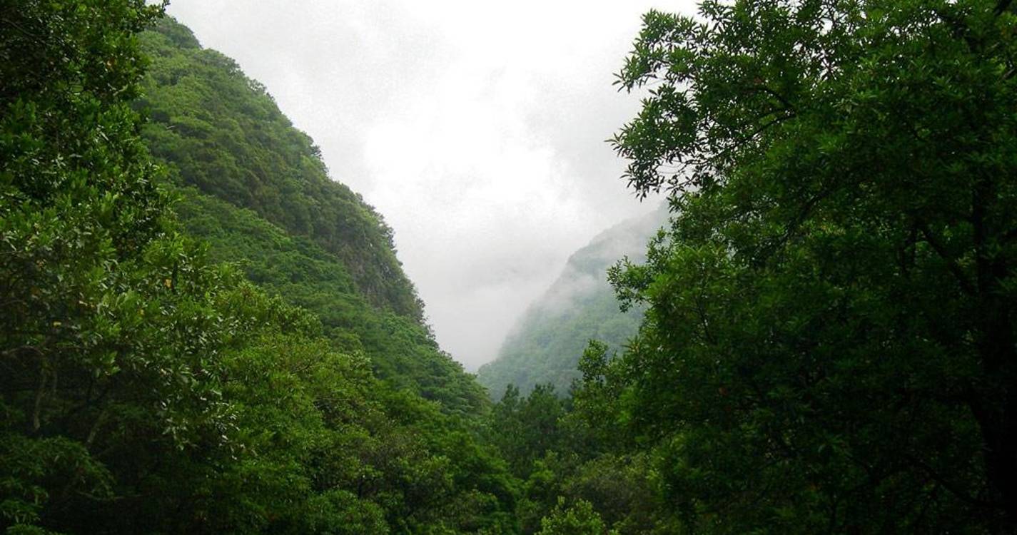 Quercus Madeira critica programas para sítios da Rede Natura e admite avançar com queixas
