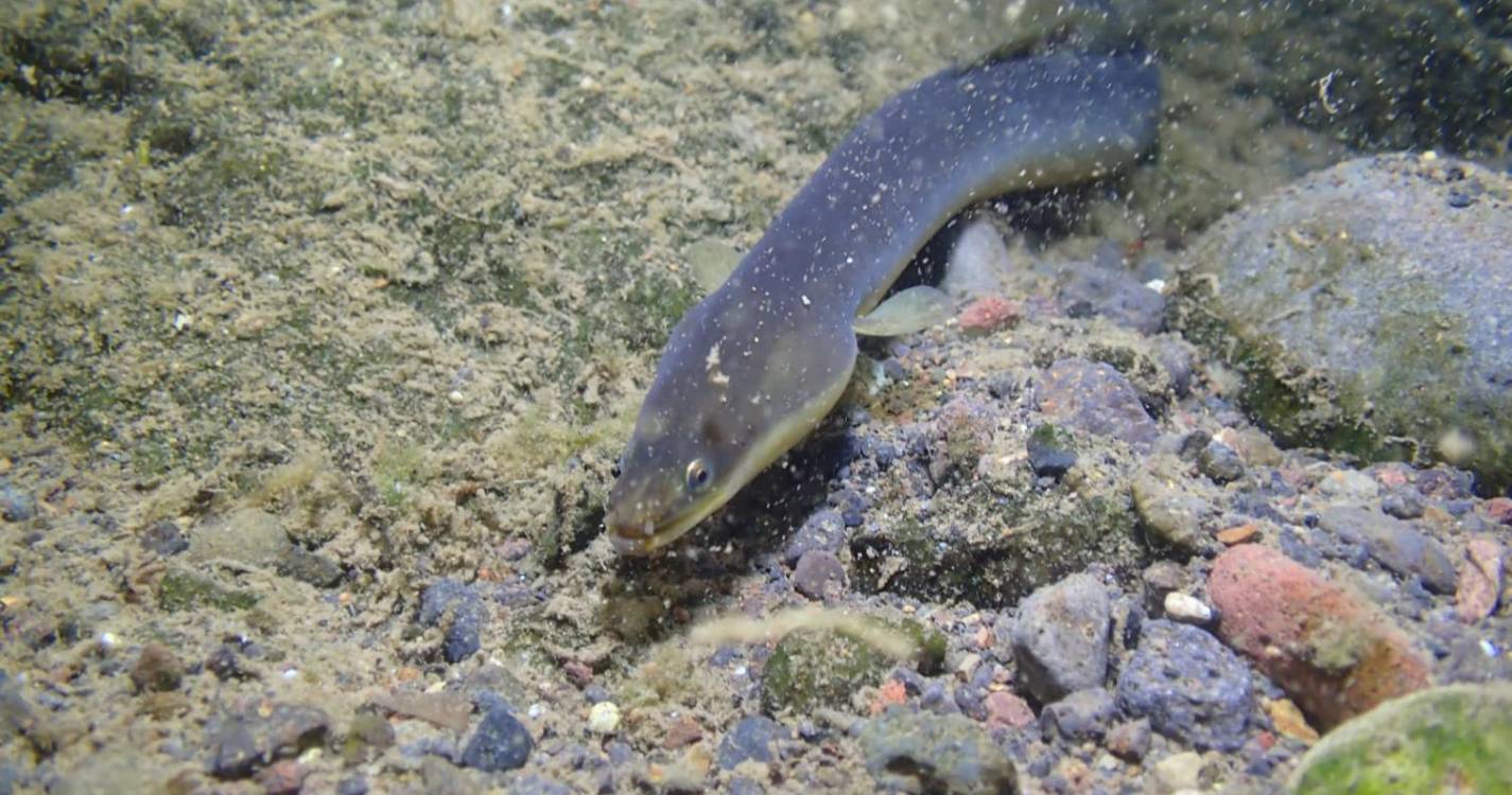 Estudo pioneiro sobre a enguia já tem resultados