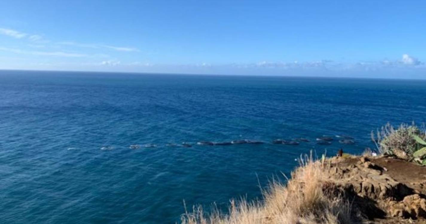 Tempestade deslocou jaulas da Ribeira Brava para o cais (com fotos)