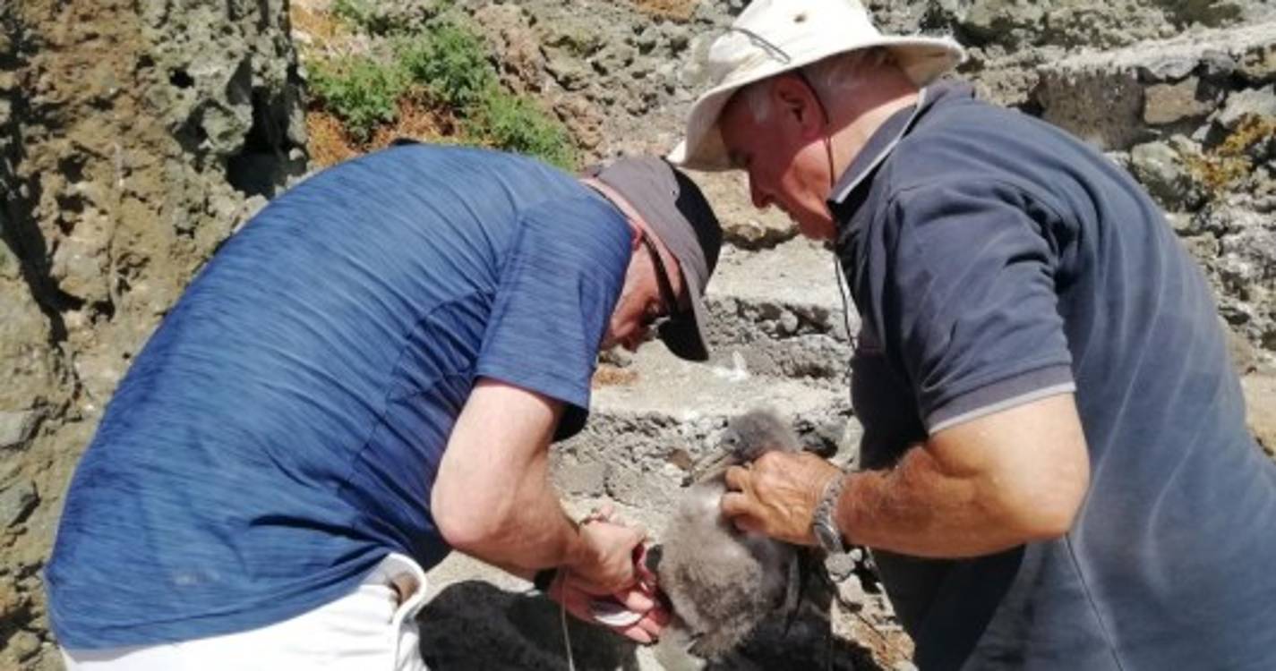 Homenagem na Selvagem (em) Grande