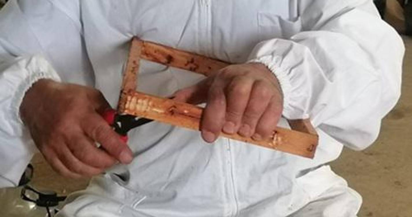 Apicultores do Porto Santo recebem apoio técnico