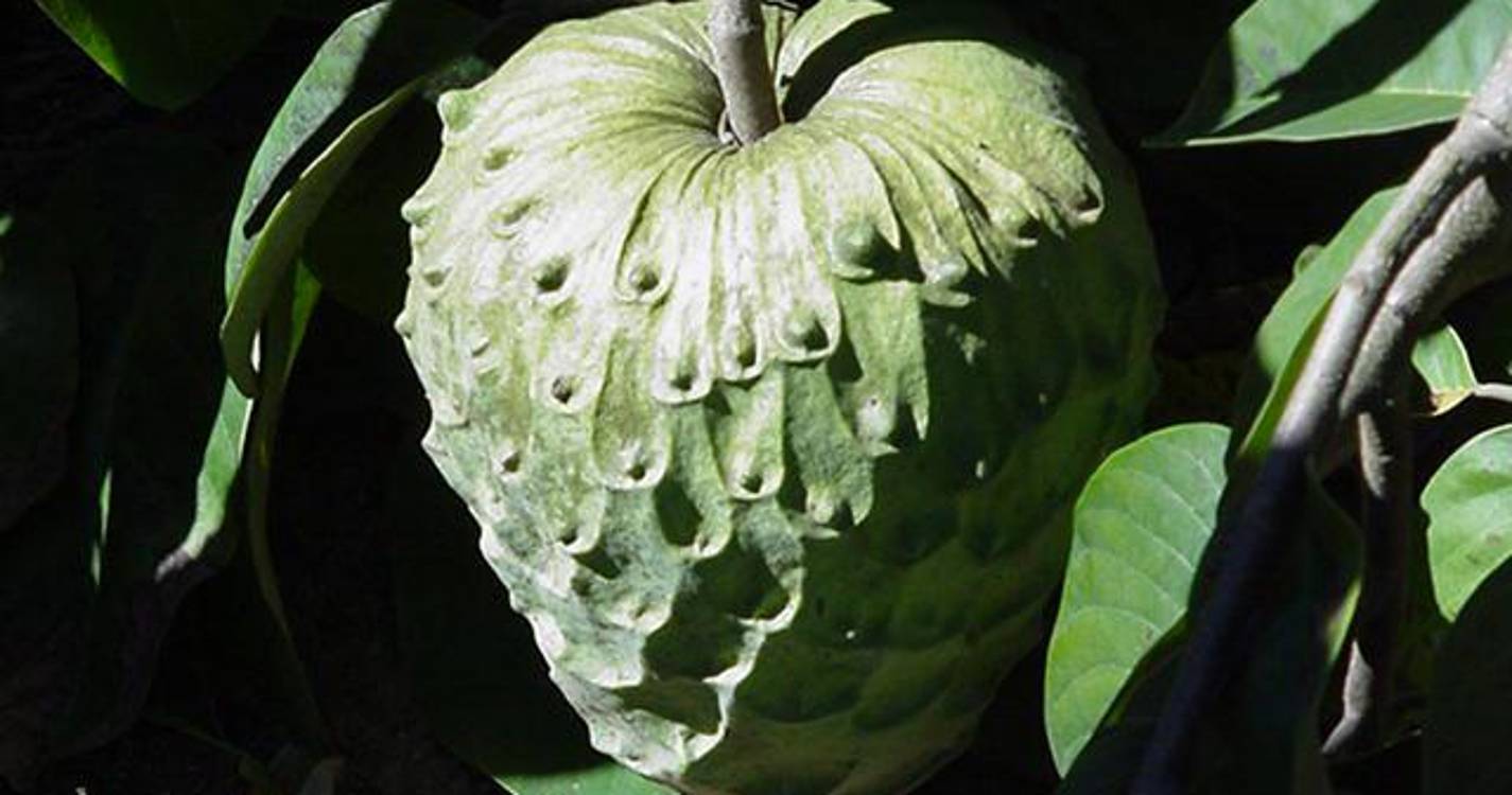 Exposição Regional da Anona realiza-se de 24 de fevereiro a 1 de março no Faial