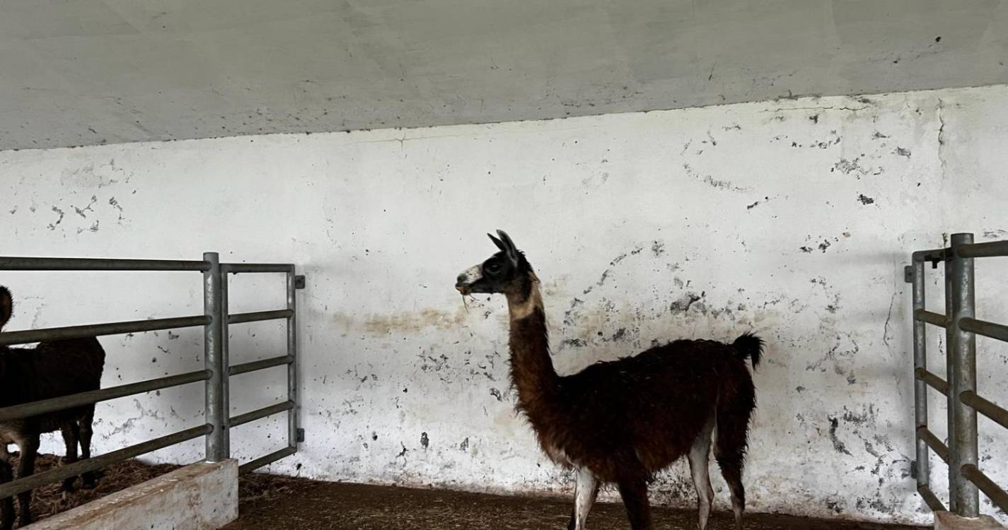 Burro e lama da Quinta dos Prazeres transferidos para o Porto Moniz